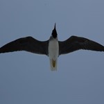 bird in Hurghada sea diving 